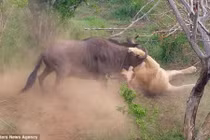 Linh dương đầu bò thoát thân ngoạn mục khỏi sư tử