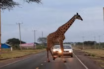 Ảnh động vật: Hươu cao cổ khổng lồ đi qua đường “tạt đầu” ô tô