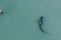 Ảnh động vật tuần: Chim ăn rắn, sư tử dưới nắng sớm...