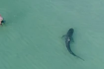 Ảnh động vật tuần: Chim ăn rắn, sư tử dưới nắng sớm...