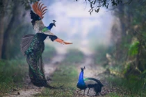 Ảnh động vật: Chim công quyết chiến tranh giành lãnh địa