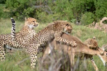 Cận cảnh báo gấm mẹ tận tình dạy con săn mồi 