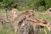 Cận cảnh báo gấm mẹ tận tình dạy con săn mồi 