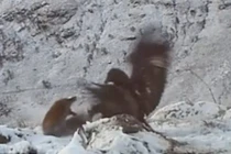 Đại bàng quyết chiến tranh mồi với cáo trên núi tuyết 