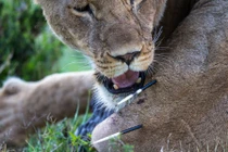 Tận mắt sư tử đau điếng nhận đòn của nhím 