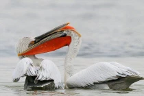 Cận cảnh bồ nông dùng "vũ khí đặc biệt" ác chiến