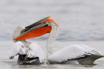 Cận cảnh bồ nông dùng "vũ khí đặc biệt" ác chiến