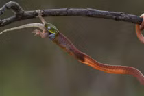 Ảnh động vật tuần: Rắn nuốt chửng tắc kè trong rừng ở Việt Nam