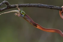 Ảnh động vật tuần: Rắn nuốt chửng tắc kè trong rừng ở Việt Nam