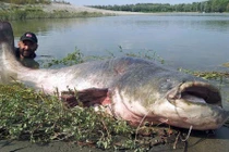 Bắt được cá tra khổng lồ như "quái vật" nặng 120kg