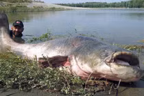 Bắt được cá tra khổng lồ như "quái vật" nặng 120kg