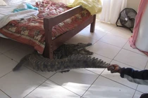 Hết hồn vì cá sấu khủng chui vào nhà... “xin ngủ cùng“
