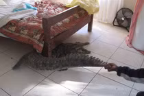 Hết hồn vì cá sấu khủng chui vào nhà... “xin ngủ cùng“