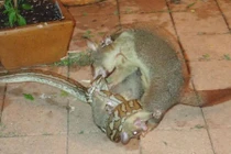 Ảnh động vật tuần: Chồn mẹ tung đòn cứu con, gà gô tán tỉnh...