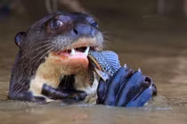 Ảnh động vật tuần: Rái cá khổng lồ ngấu nghiến con mồi