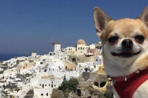 Những con vật đáng yêu gây sốt trên mạng xã hội