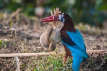 Ảnh động vật tuần: Chiền chiện giãy giụa trong mỏ bói cá