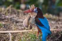 Ảnh động vật tuần: Chiền chiện giãy giụa trong mỏ bói cá