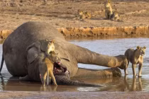 Sư tử đánh bại cá sấu đói định cướp xác voi khủng