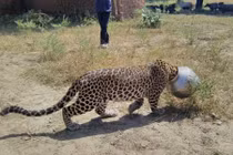 Chết cười cảnh báo gấm mắc kẹt đầu trong bình 