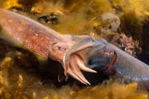 Ảnh động vật: Cặp mực hôn nhau tình tứ dưới đáy biển