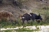 Kinh hoàng sư tử hợp sức truy sát trâu rừng 