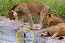 Sư tử hết hồn vía khi đối đầu rắn hổ mang con