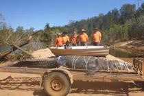 Ảnh động vật tuần: Bắt sống cá sấu “quái vật”, đom đóm huyền ảo...