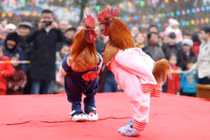 Ảnh động vật: Gà đi thi sắc đẹp, khỉ nhân bản vô tính...