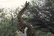 Sư tử hợp sức hạ gục hươu cao cổ