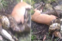 Đứng tim cảnh thợ săn giải cứu hươu khỏi trăn khổng lồ