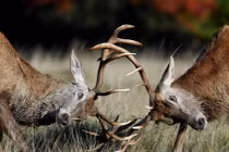 Ảnh động vật: Cặp hươu đực quyết chiến giành bạn tình vào mùa yêu