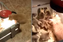 Mèo con lúng túng khi bị đàn vịt mới nở vây quanh