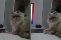 Chết cười chú mèo phá phách để chọc tức cô chủ