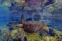 Ngỡ ngàng trước cuộc sống thần tiên ngoài khơi đảo Galapagos