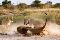 Sư tử cái nổi cơn ghen đánh "chồng" cặp bồ