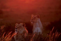 Sự sống kỳ diệu tại sa mạc Kalahari huyền bí