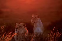 Sự sống kỳ diệu tại sa mạc Kalahari huyền bí