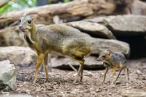 Kỳ lạ loài hươu nhỏ như chuột đồng