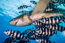 Ảnh động vật: Cá heo yêu nồng nhiệt, cá vàng phố Hà Nội...