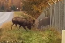 Nai sừng tấm quyết chiến qua hàng rào, giành bạn tình