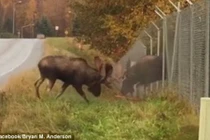 Nai sừng tấm quyết chiến qua hàng rào, giành bạn tình