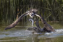 Ảnh động vật tuần qua: Chim cốc cướp mồi của ưng biển