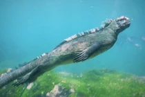 Cận cảnh cự đà khổng lồ bơi như rắn dưới biển 