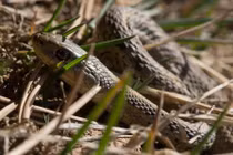 Ảnh động vật tuần: Rắn ra ngoài kiếm ăn, vịt trời quyết chiến...