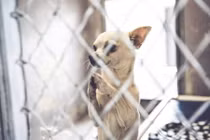 Xúc động xem chó cầu xin được nhận nuôi 