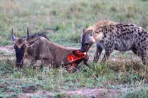 Ảnh động vật tuần qua: Linh cẩu ăn thịt con linh dương đầu bò