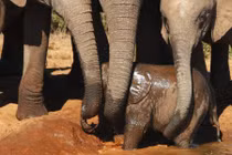 Xúc động xem cảnh đàn voi hợp sức cứu voi con