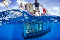 Đối mặt cá mập từ lồng kính dưới nước