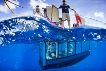 Đối mặt cá mập từ lồng kính dưới nước